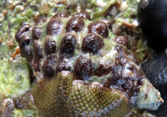 Tenguella marginalba