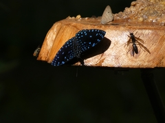 Hamadryas laodamia