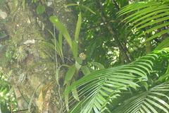 Xylobium squalens