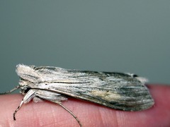 Cucullia umbratica