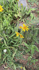 Arnica mollis