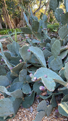 Opuntia stricta
