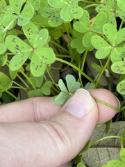 Oxalis pes-caprae