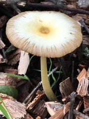 Bolbitius aleuriatus