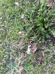 Taraxacum erythrospermum