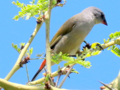 Coccopygia melanotis