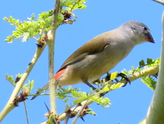 Coccopygia melanotis