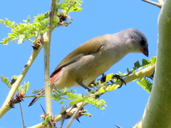 Coccopygia melanotis