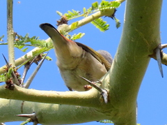 Coccopygia melanotis