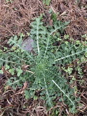 Engelmannia peristenia