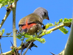 Coccopygia melanotis