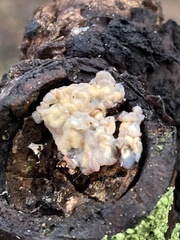 Exidia thuretiana