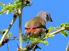 Coccopygia melanotis