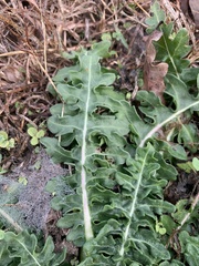 Engelmannia peristenia