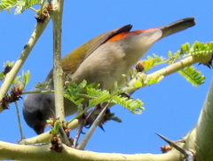 Coccopygia melanotis