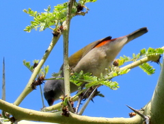 Coccopygia melanotis