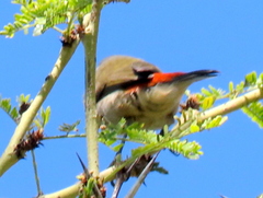 Coccopygia melanotis