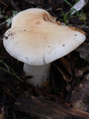 Amanita ocreata