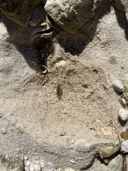 Ligia exotica