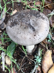 Amanita constricta