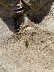 Ligia exotica