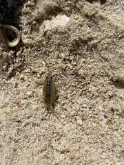 Ligia exotica