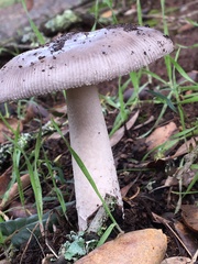 Amanita constricta