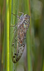 Neocicada hieroglyphica