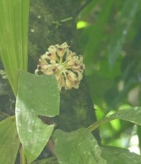 Xylobium squalens