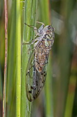 Neocicada hieroglyphica