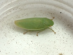 Gyponana