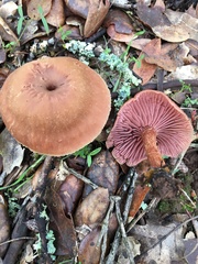 Laccaria amethysteo-occidentalis