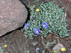 Aptosimum procumbens