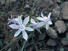 Lapeirousia plicata