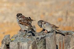 Passer domesticus