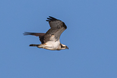 Pandion haliaetus