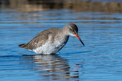Tringa totanus