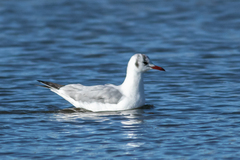 Chroicocephalus ridibundus
