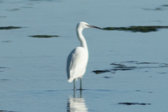 Egretta garzetta