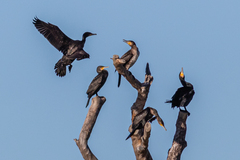 Phalacrocorax carbo