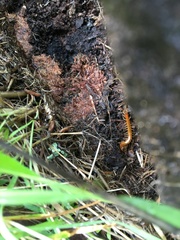 Scolopocryptops gracilis