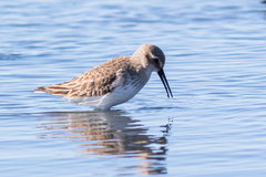 Calidris alpina