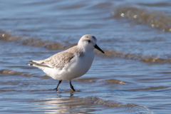 Calidris alba