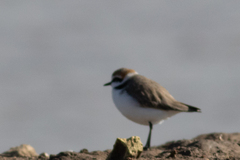 Charadrius alexandrinus