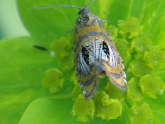 Olethreutes arcuella