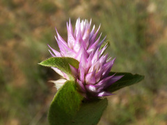 Gomphrena nitida