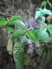 Mussaenda pubescens