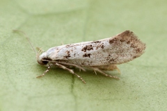 Herrichia excelsella