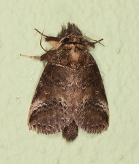Disphragis
