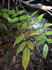 Berberis fordii